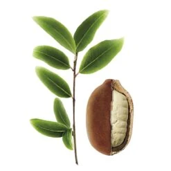 KLORANE Nutrition Intense Fiore Di Cupuaçu -Online Cosmetici IT980641322 p2